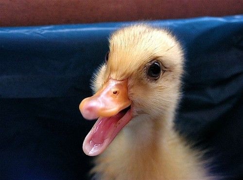 Animal Planet второй поход из дома (126 фото)