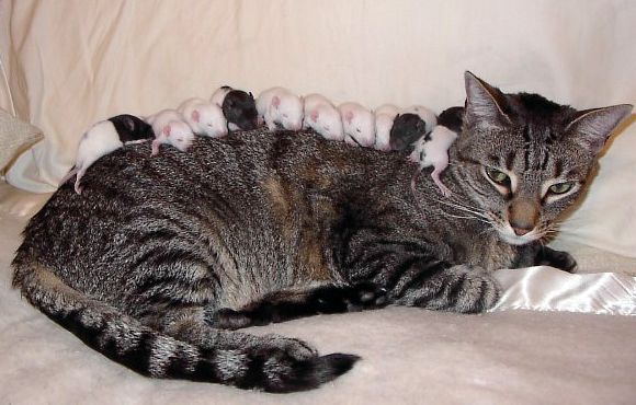 Animal Planet второй поход из дома (126 фото)