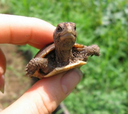 Animal Planet второй поход из дома (126 фото)
