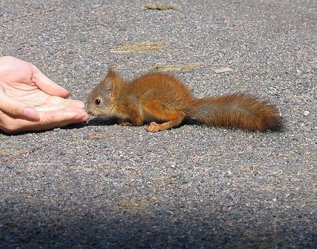 Animal Planet второй поход из дома (126 фото)