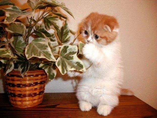 Animal Planet второй поход из дома (126 фото)