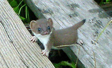 Animal Planet второй поход из дома (126 фото)