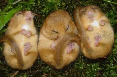 Animal Planet второй поход из дома (126 фото)