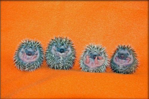 Animal Planet второй поход из дома (126 фото)