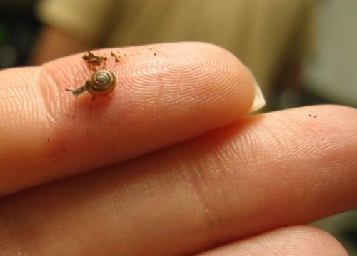 Animal Planet второй поход из дома (126 фото)