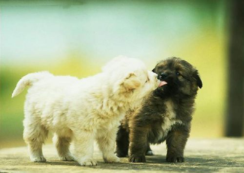 Animal Planet второй поход из дома (126 фото)