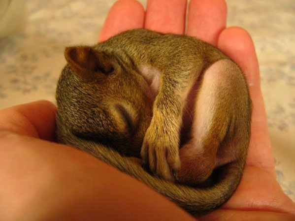 Animal Planet второй поход из дома (126 фото)