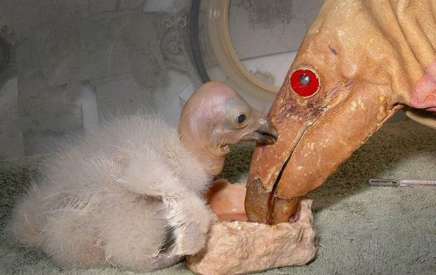 Animal Planet второй поход из дома (126 фото)