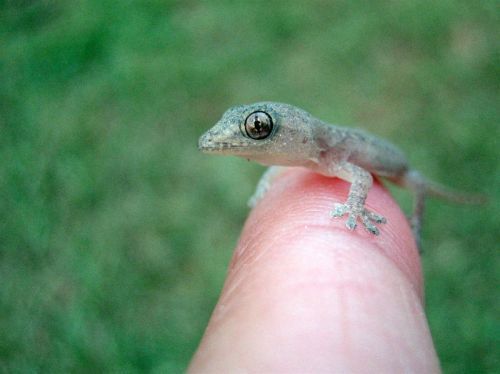 Animal Planet второй поход из дома (126 фото)
