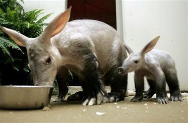 Animal Planet второй поход из дома (126 фото)