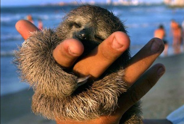 Animal Planet второй поход из дома (126 фото)