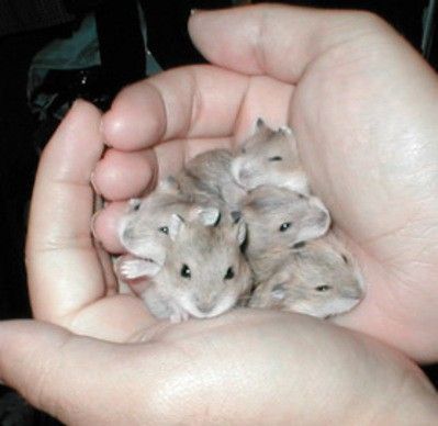 Animal Planet второй поход из дома (126 фото)
