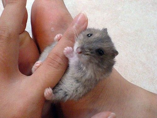 Animal Planet второй поход из дома (126 фото)