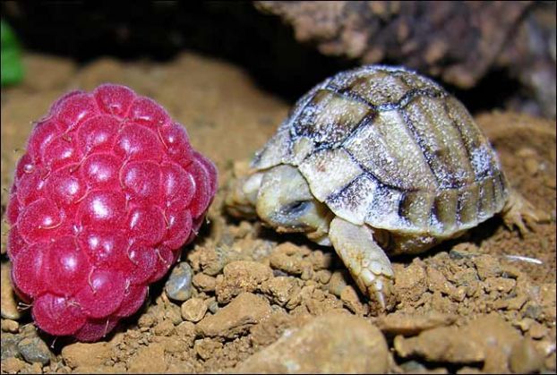 Animal Planet второй поход из дома (126 фото)