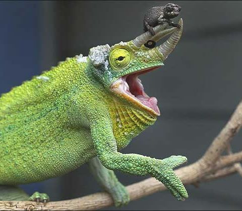 Animal Planet второй поход из дома (126 фото)