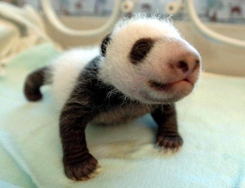 Animal Planet второй поход из дома (126 фото)