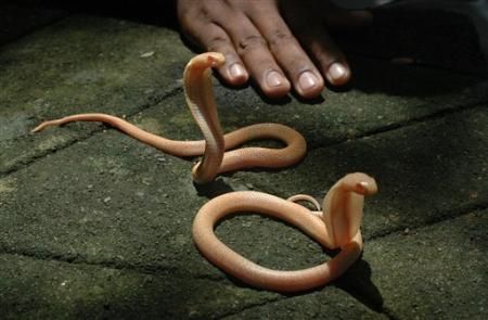 Animal Planet второй поход из дома (126 фото)
