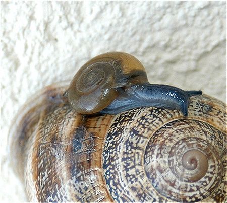 Animal Planet второй поход из дома (126 фото)