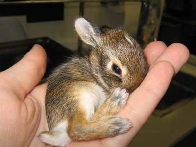 Animal Planet второй поход из дома (126 фото)