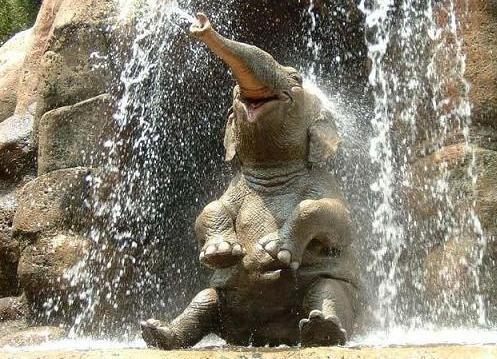 Animal Planet второй поход из дома (126 фото)