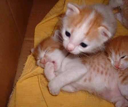Animal Planet второй поход из дома (126 фото)
