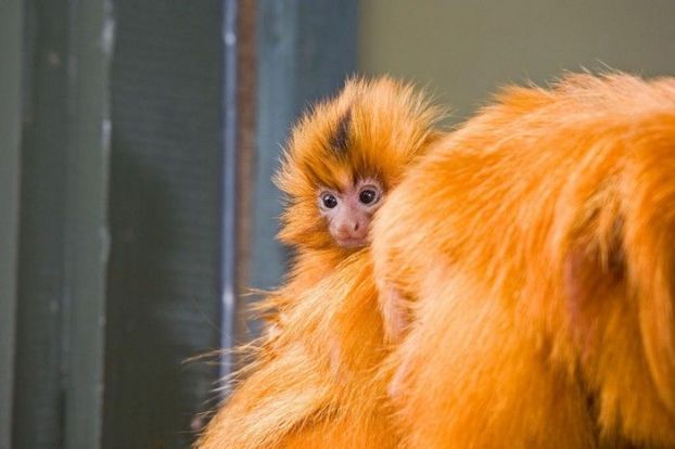 Animal Planet второй поход из дома (126 фото)