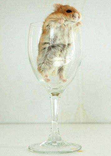 Animal Planet второй поход из дома (126 фото)
