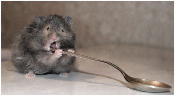 Animal Planet второй поход из дома (126 фото)