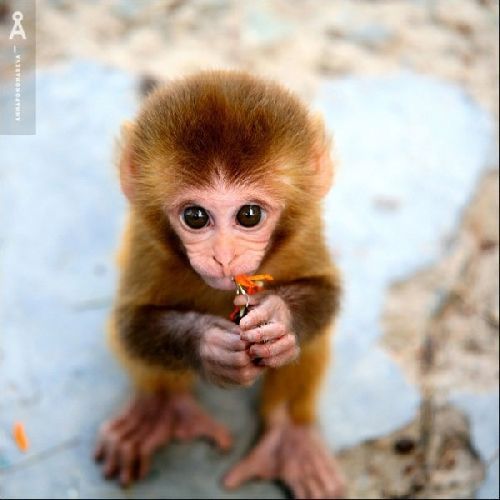 Animal Planet второй поход из дома (126 фото)