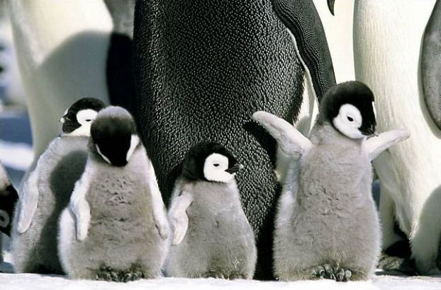 Animal Planet второй поход из дома (126 фото)