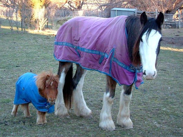 Animal Planet второй поход из дома (126 фото)