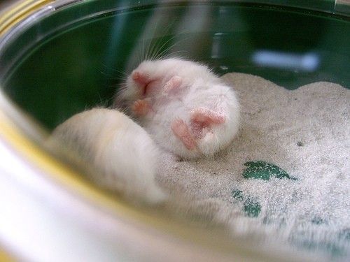 Animal Planet второй поход из дома (126 фото)
