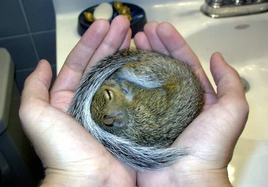 Animal Planet второй поход из дома (126 фото)