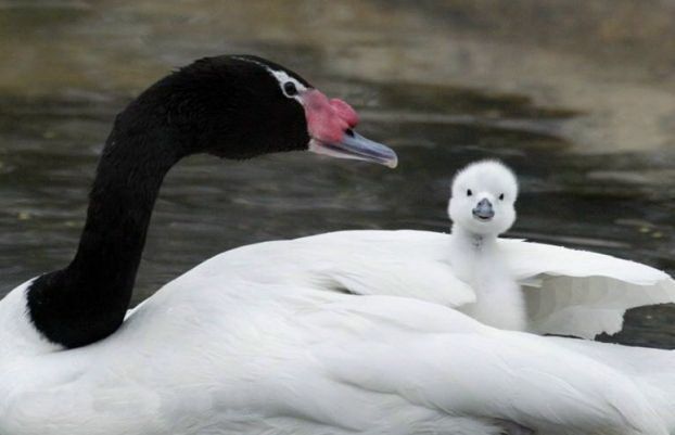 Animal Planet второй поход из дома (126 фото)
