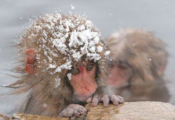 Animal Planet второй поход из дома (126 фото)