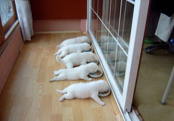 Animal Planet второй поход из дома (126 фото)