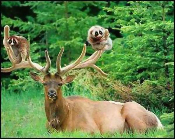 Animal Planet второй поход из дома (126 фото)