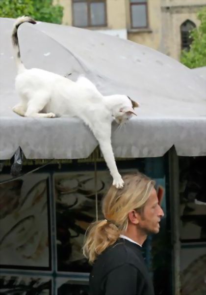 Animal Planet второй поход из дома (126 фото)