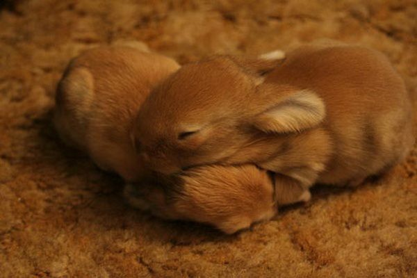 Animal Planet второй поход из дома (126 фото)