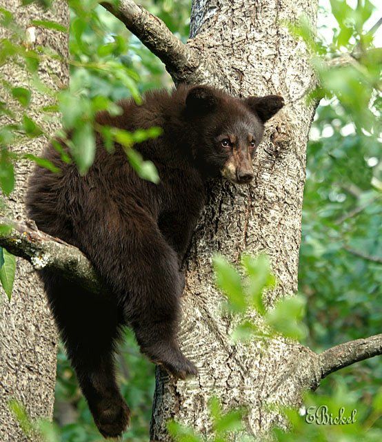 Animal Planet второй поход из дома (126 фото)