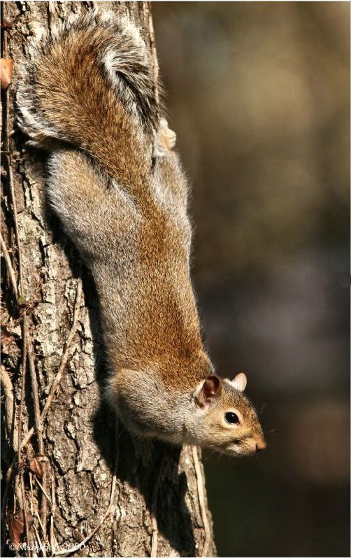 Animal Planet второй поход из дома (126 фото)