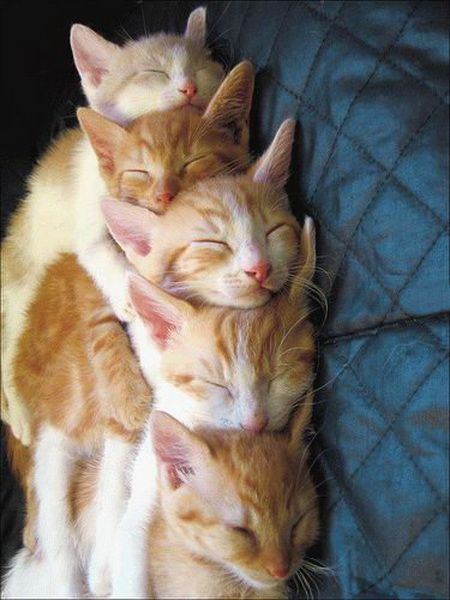 Animal Planet второй поход из дома (126 фото)