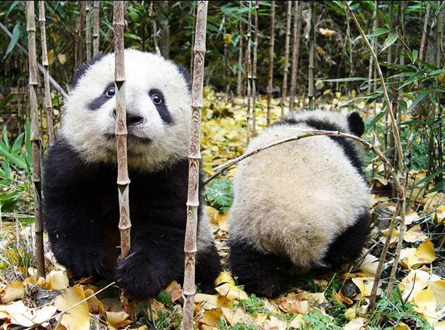 Animal Planet второй поход из дома (126 фото)