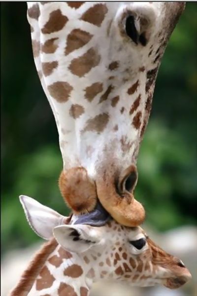 Animal Planet второй поход из дома (126 фото)