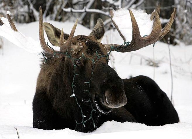 Animal Planet второй поход из дома (126 фото)