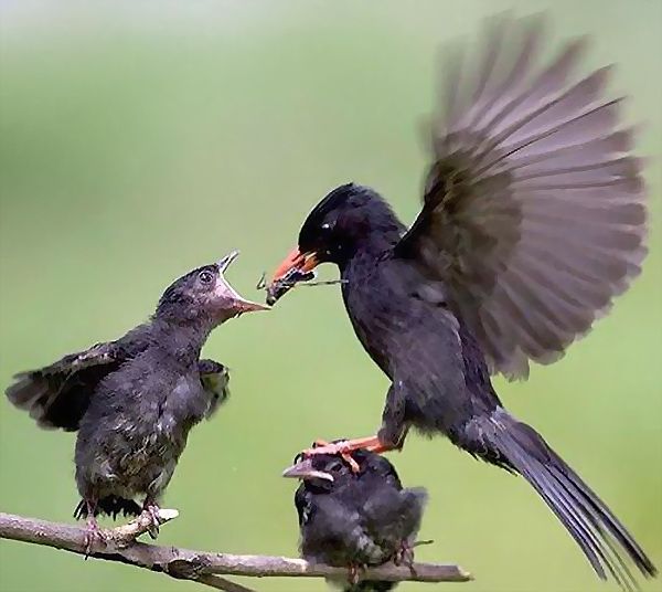 Animal Planet второй поход из дома (126 фото)