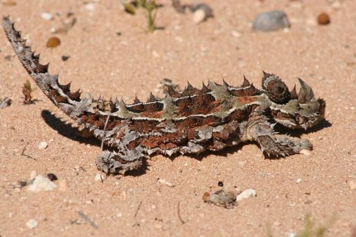 Animal Planet второй поход из дома (126 фото)