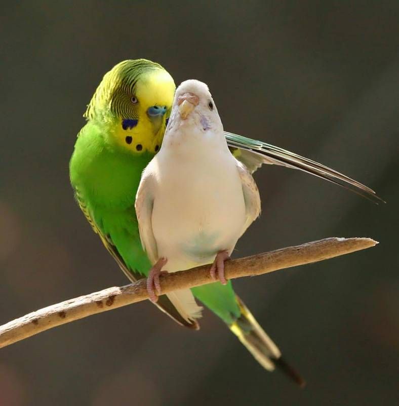 Animal Planet второй поход из дома (126 фото)