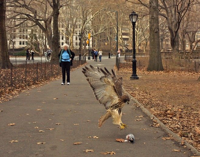 Animal Planet второй поход из дома (126 фото)
