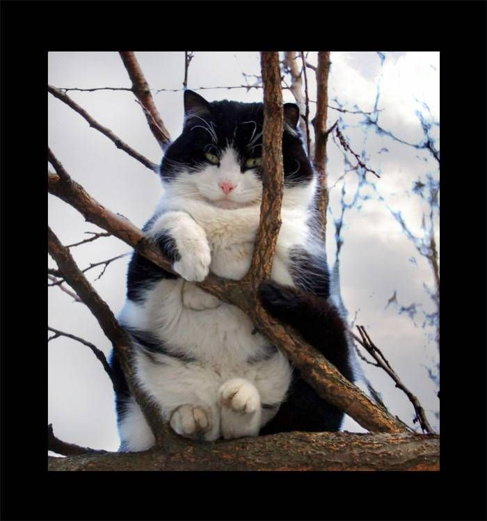 Animal Planet второй поход из дома (126 фото)